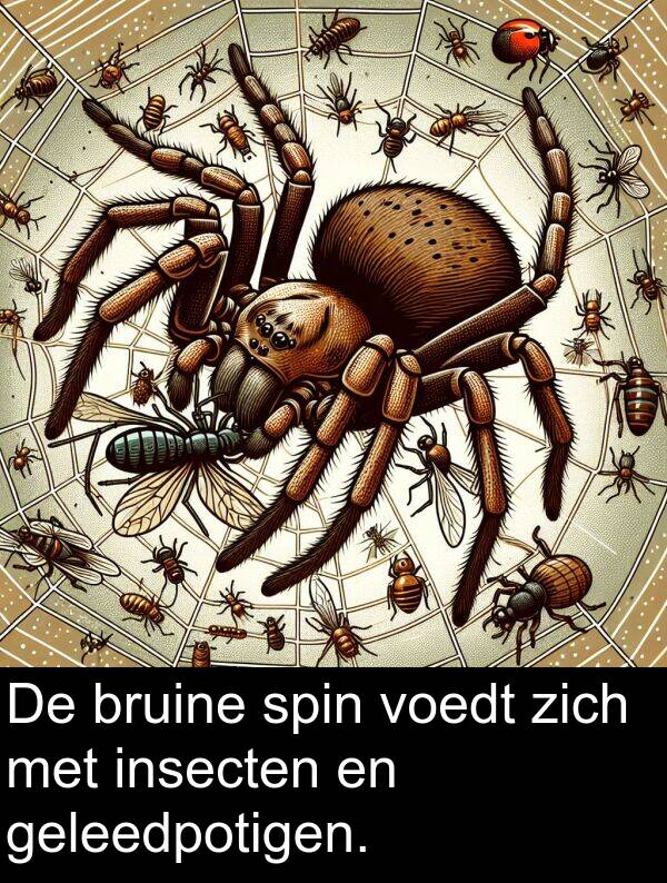 geleedpotigen: De bruine spin voedt zich met insecten en geleedpotigen.