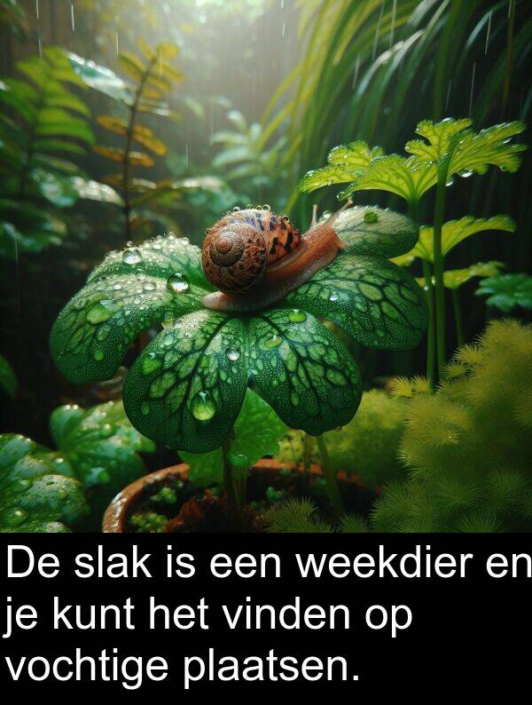 vinden: De slak is een weekdier en je kunt het vinden op vochtige plaatsen.