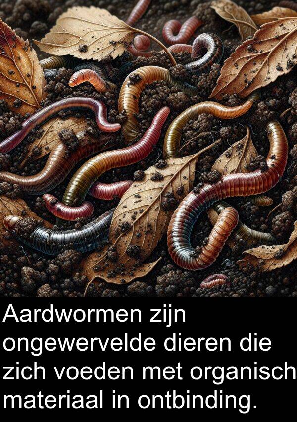 voeden: Aardwormen zijn ongewervelde dieren die zich voeden met organisch materiaal in ontbinding.
