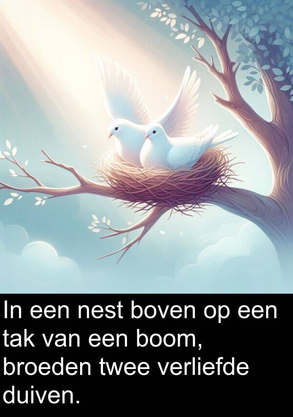 duiven: In een nest boven op een tak van een boom, broeden twee verliefde duiven.