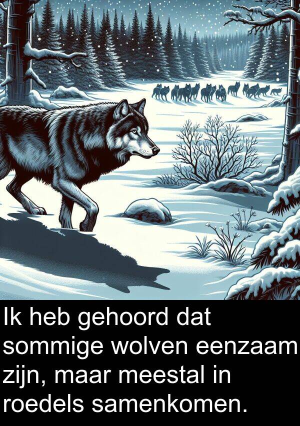 sommige: Ik heb gehoord dat sommige wolven eenzaam zijn, maar meestal in roedels samenkomen.