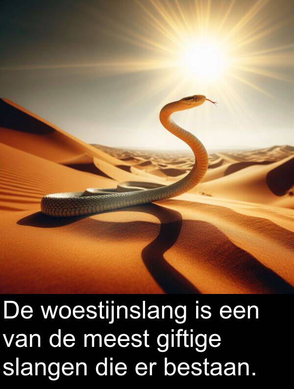 giftige: De woestijnslang is een van de meest giftige slangen die er bestaan.