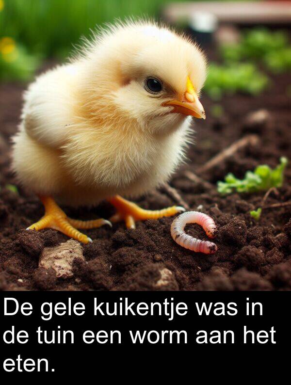 gele: De gele kuikentje was in de tuin een worm aan het eten.