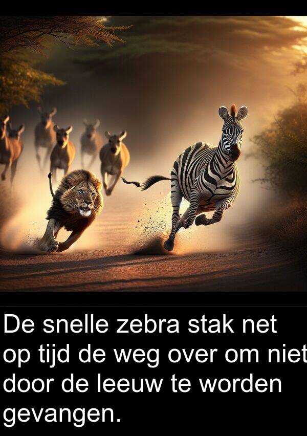 gevangen: De snelle zebra stak net op tijd de weg over om niet door de leeuw te worden gevangen.