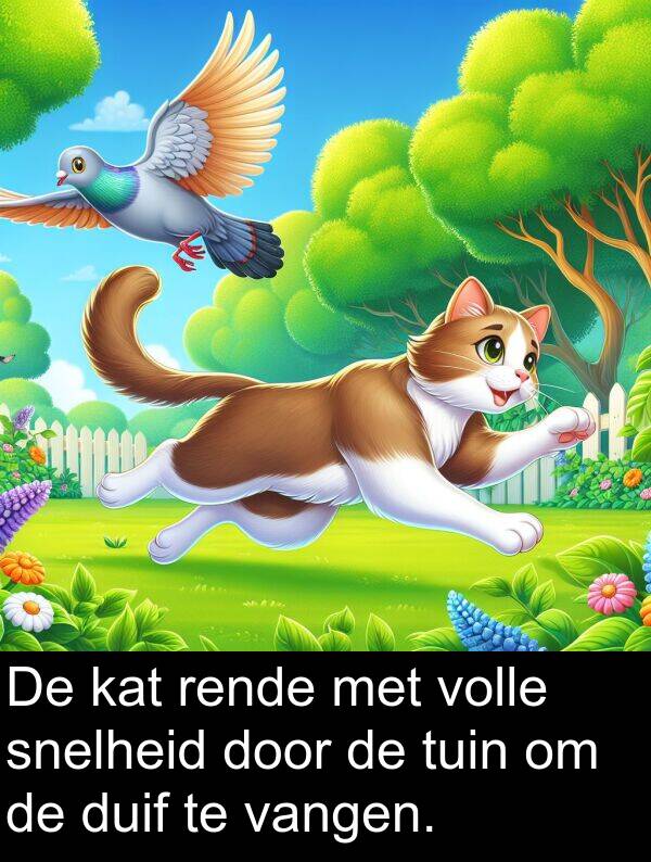 duif: De kat rende met volle snelheid door de tuin om de duif te vangen.