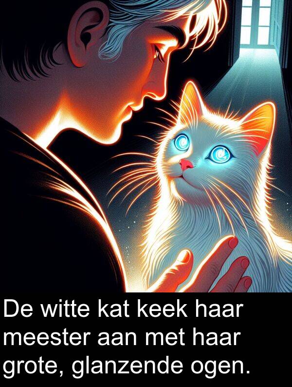 glanzende: De witte kat keek haar meester aan met haar grote, glanzende ogen.