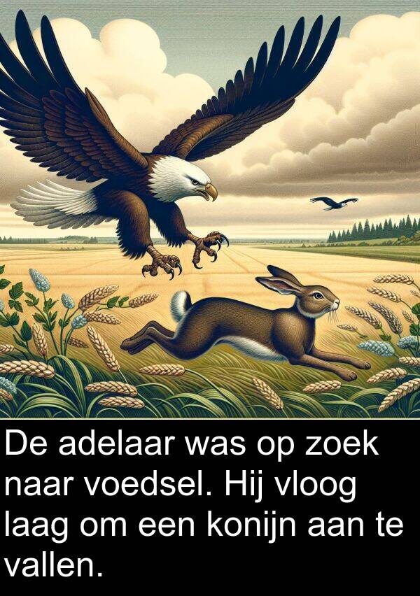 zoek: De adelaar was op zoek naar voedsel. Hij vloog laag om een konijn aan te vallen.