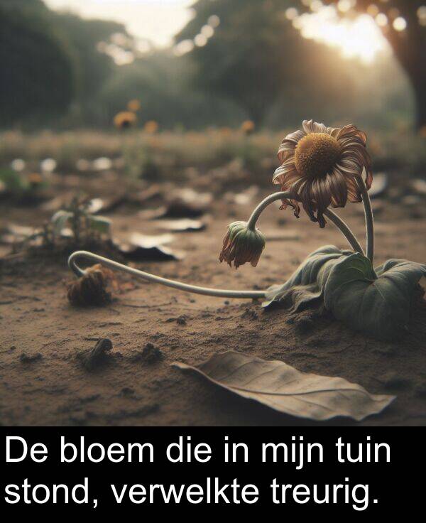 tuin: De bloem die in mijn tuin stond, verwelkte treurig.