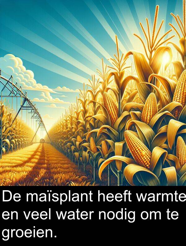 groeien: De maïsplant heeft warmte en veel water nodig om te groeien.