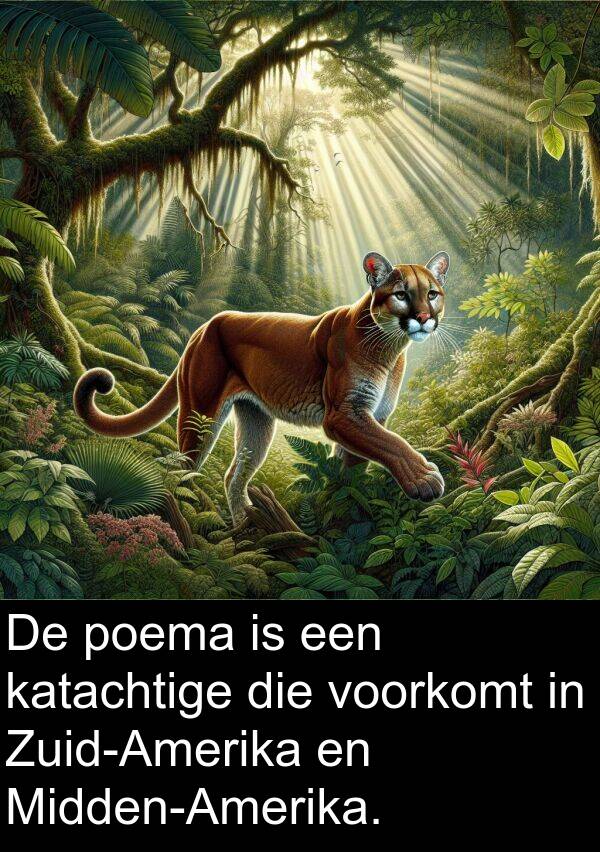 voorkomt: De poema is een katachtige die voorkomt in Zuid-Amerika en Midden-Amerika.