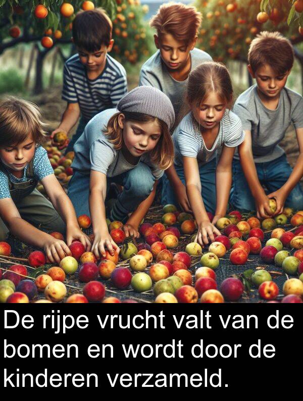 kinderen: De rijpe vrucht valt van de bomen en wordt door de kinderen verzameld.