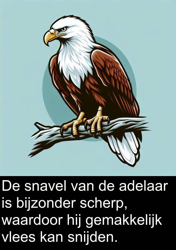 snijden: De snavel van de adelaar is bijzonder scherp, waardoor hij gemakkelijk vlees kan snijden.