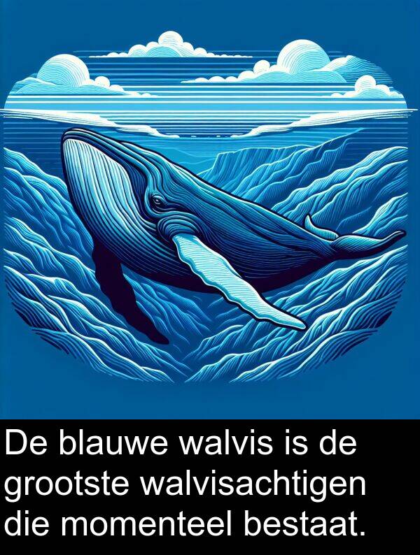 grootste: De blauwe walvis is de grootste walvisachtigen die momenteel bestaat.