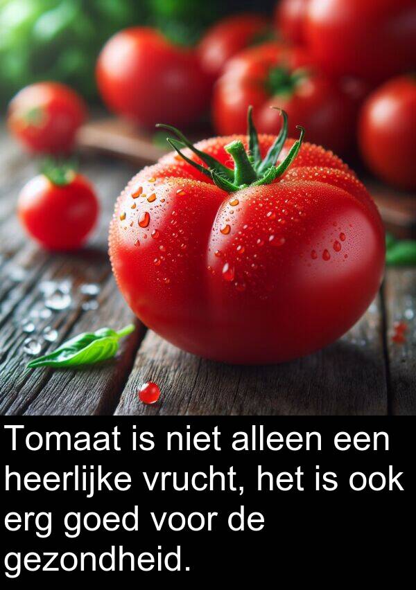 gezondheid: Tomaat is niet alleen een heerlijke vrucht, het is ook erg goed voor de gezondheid.