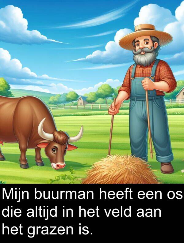grazen: Mijn buurman heeft een os die altijd in het veld aan het grazen is.