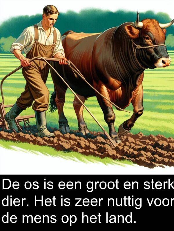 groot: De os is een groot en sterk dier. Het is zeer nuttig voor de mens op het land.