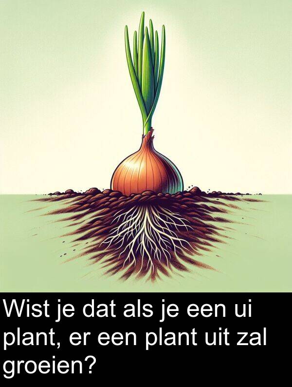 groeien: Wist je dat als je een ui plant, er een plant uit zal groeien?