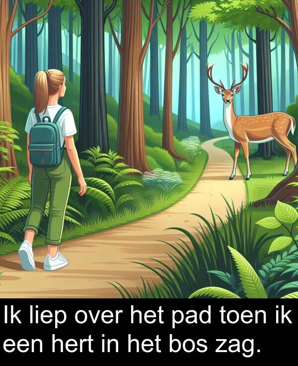 over: Ik liep over het pad toen ik een hert in het bos zag.