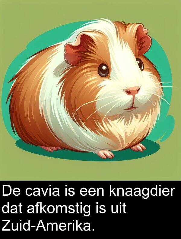 afkomstig: De cavia is een knaagdier dat afkomstig is uit Zuid-Amerika.
