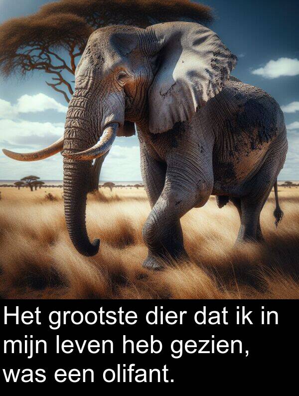 grootste: Het grootste dier dat ik in mijn leven heb gezien, was een olifant.