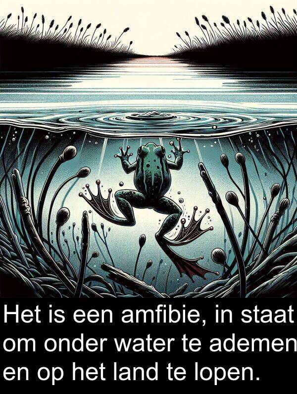 onder: Het is een amfibie, in staat om onder water te ademen en op het land te lopen.