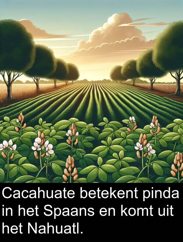 betekent: Cacahuate betekent pinda in het Spaans en komt uit het Nahuatl.