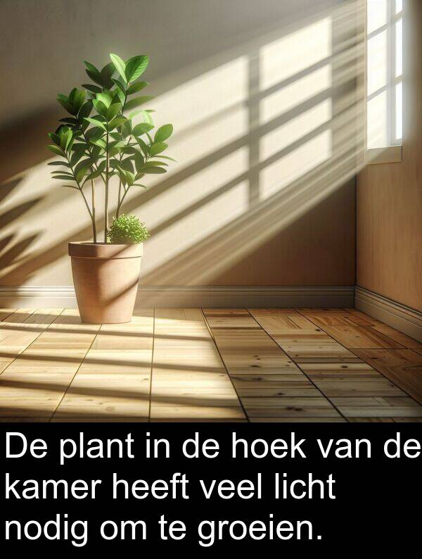 groeien: De plant in de hoek van de kamer heeft veel licht nodig om te groeien.