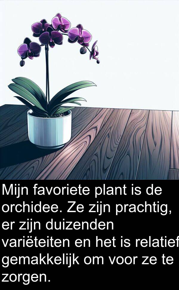 duizenden: Mijn favoriete plant is de orchidee. Ze zijn prachtig, er zijn duizenden variëteiten en het is relatief gemakkelijk om voor ze te zorgen.