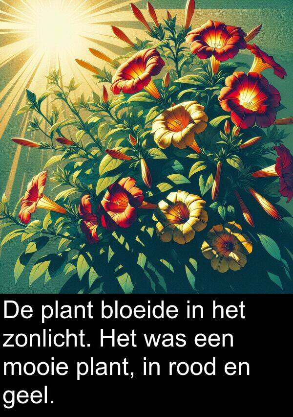zonlicht: De plant bloeide in het zonlicht. Het was een mooie plant, in rood en geel.