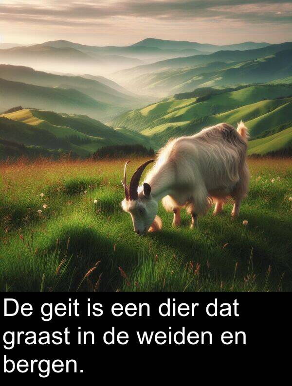 geit: De geit is een dier dat graast in de weiden en bergen.