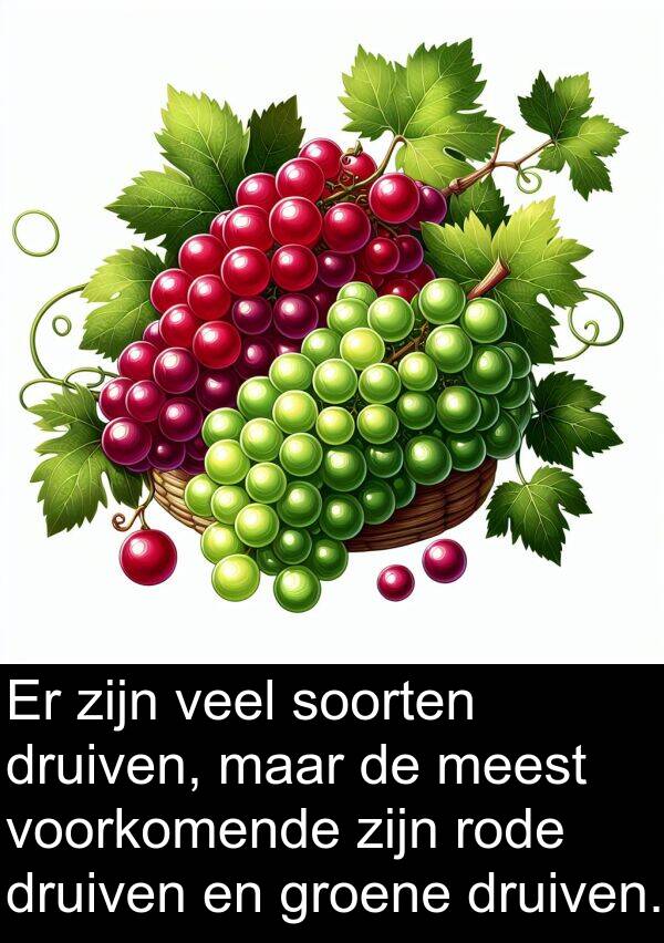 groene: Er zijn veel soorten druiven, maar de meest voorkomende zijn rode druiven en groene druiven.