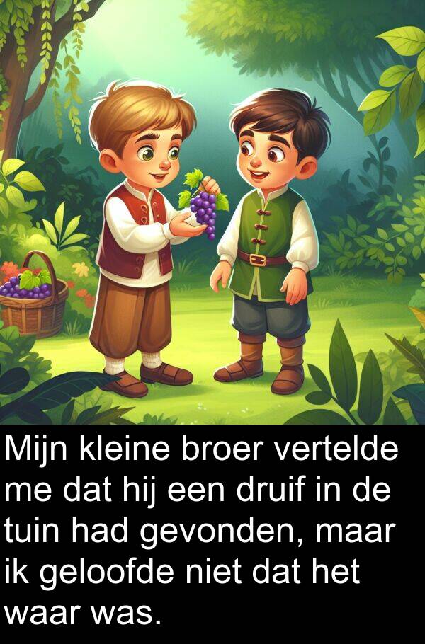 geloofde: Mijn kleine broer vertelde me dat hij een druif in de tuin had gevonden, maar ik geloofde niet dat het waar was.