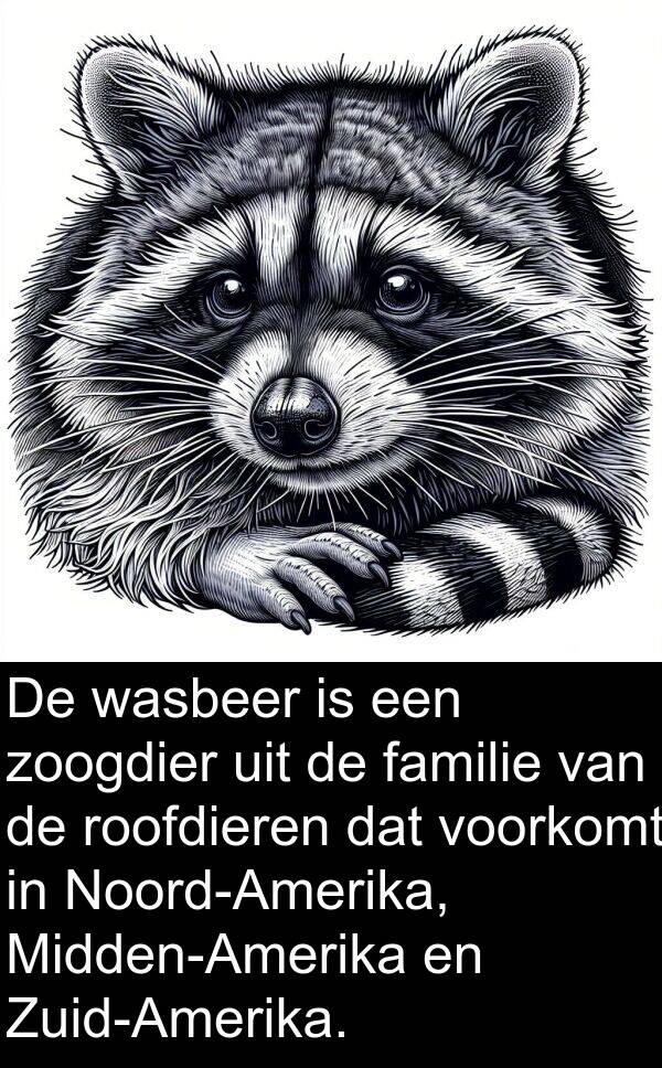 voorkomt: De wasbeer is een zoogdier uit de familie van de roofdieren dat voorkomt in Noord-Amerika, Midden-Amerika en Zuid-Amerika.