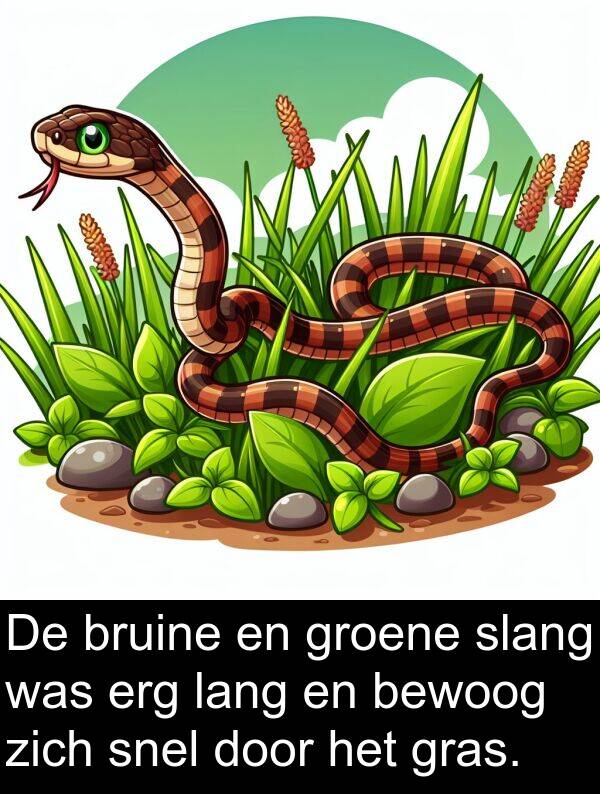 groene: De bruine en groene slang was erg lang en bewoog zich snel door het gras.
