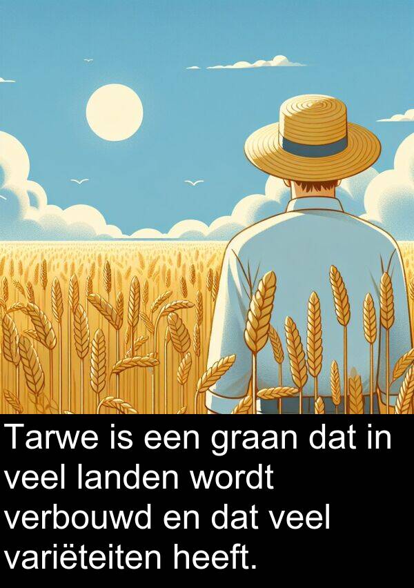 graan: Tarwe is een graan dat in veel landen wordt verbouwd en dat veel variëteiten heeft.