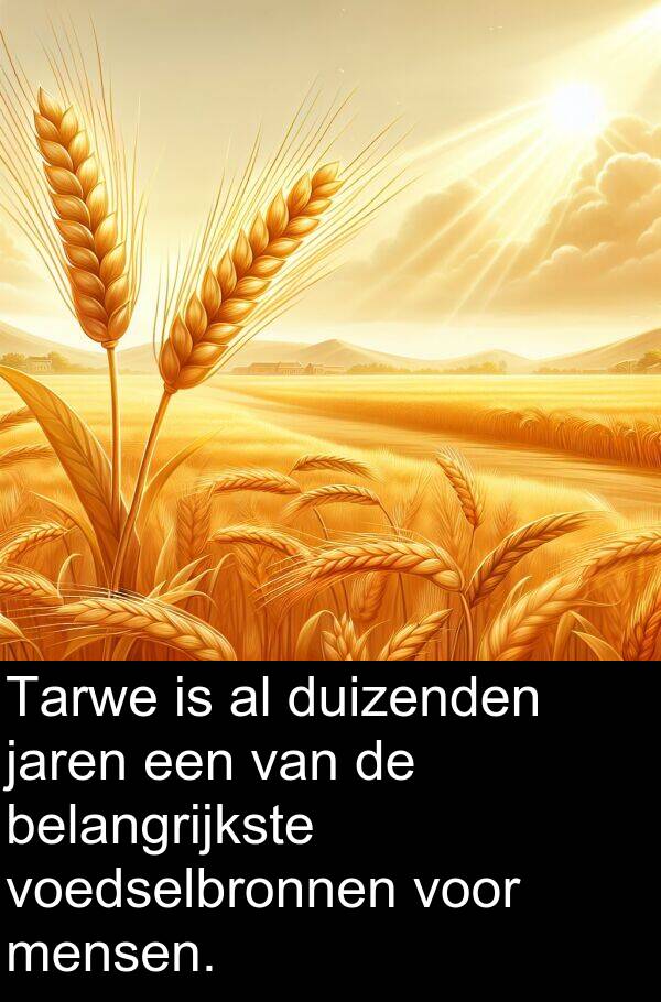 duizenden: Tarwe is al duizenden jaren een van de belangrijkste voedselbronnen voor mensen.