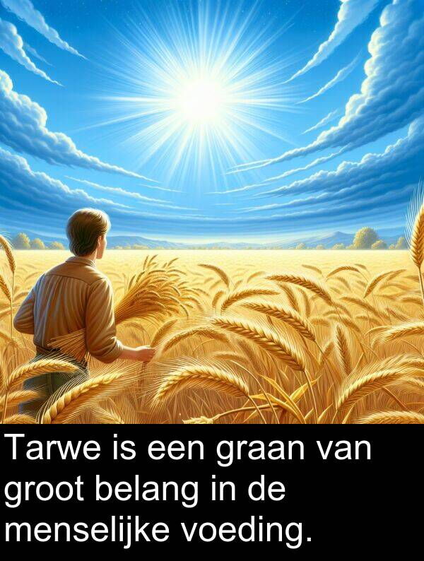 graan: Tarwe is een graan van groot belang in de menselijke voeding.