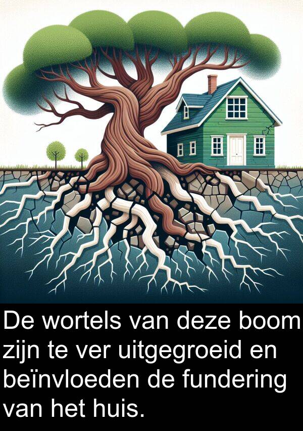 fundering: De wortels van deze boom zijn te ver uitgegroeid en beïnvloeden de fundering van het huis.