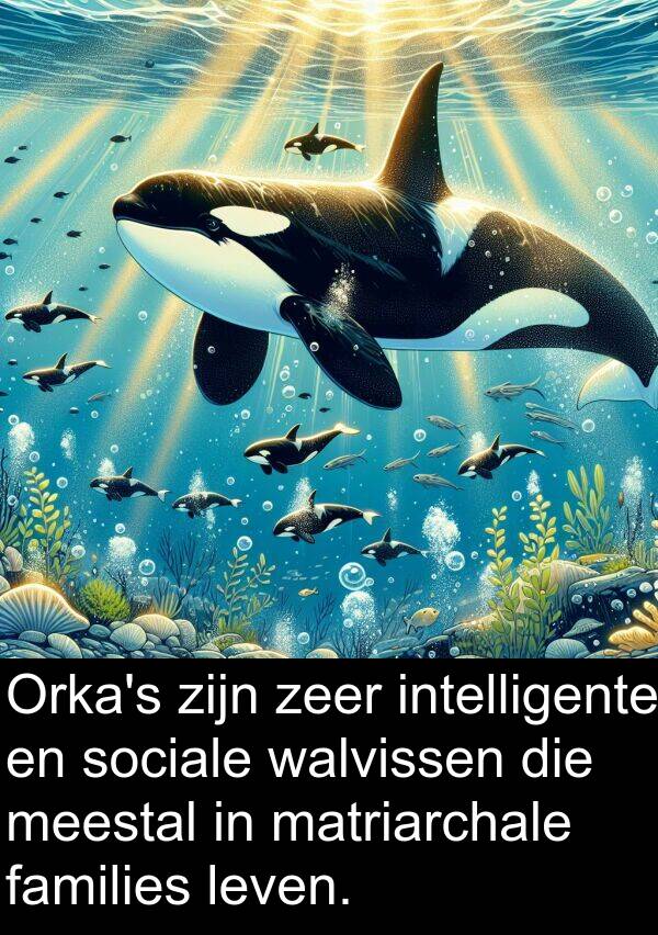 sociale: Orka's zijn zeer intelligente en sociale walvissen die meestal in matriarchale families leven.