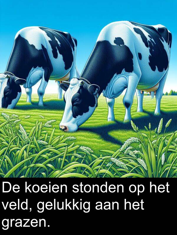 gelukkig: De koeien stonden op het veld, gelukkig aan het grazen.