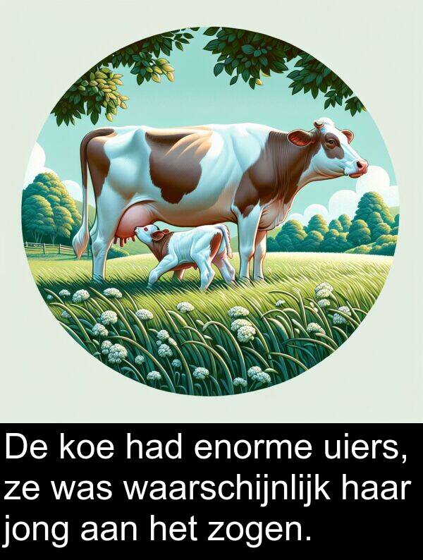zogen: De koe had enorme uiers, ze was waarschijnlijk haar jong aan het zogen.