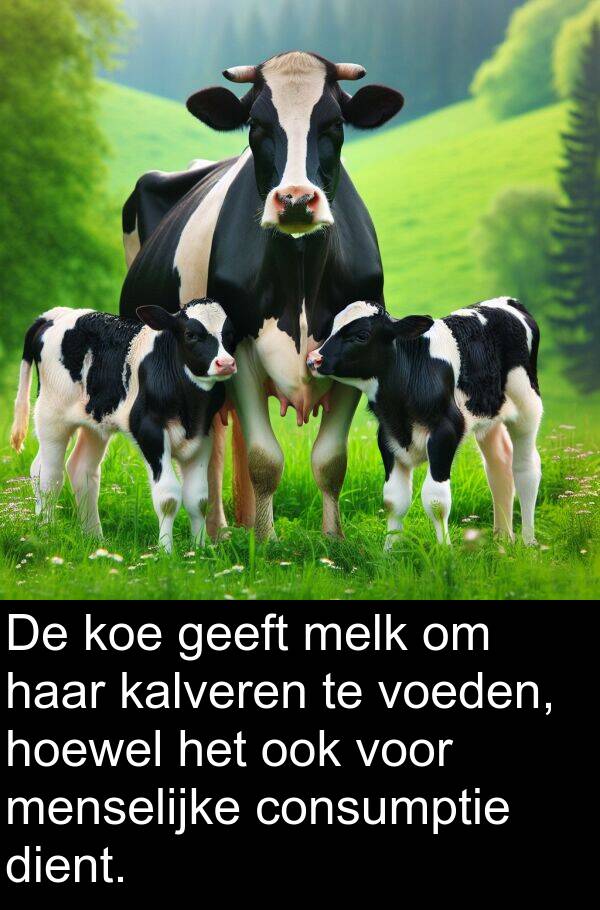 menselijke: De koe geeft melk om haar kalveren te voeden, hoewel het ook voor menselijke consumptie dient.