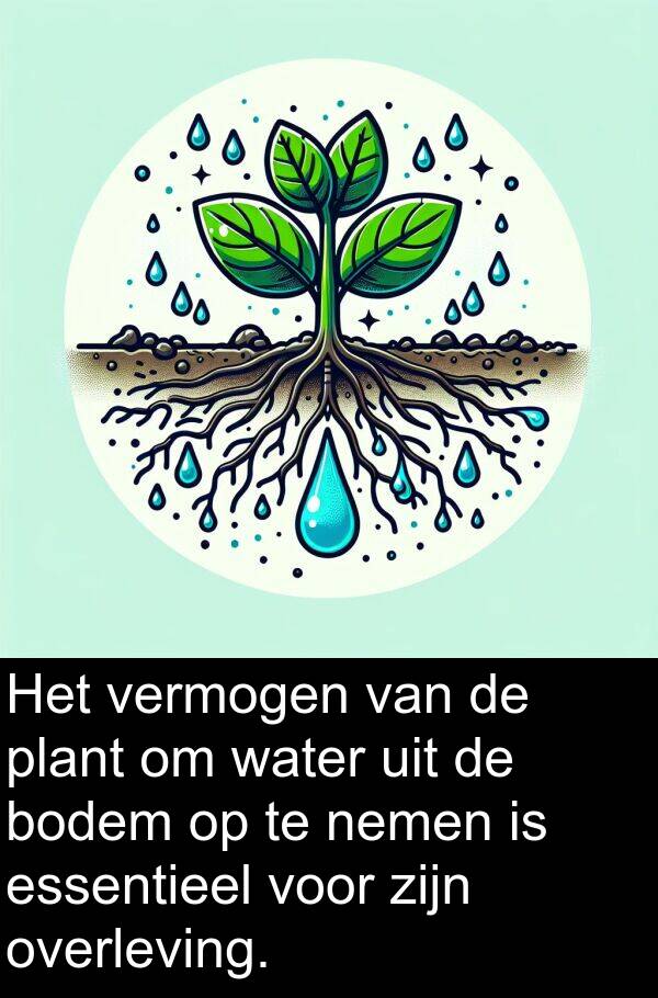 plant: Het vermogen van de plant om water uit de bodem op te nemen is essentieel voor zijn overleving.
