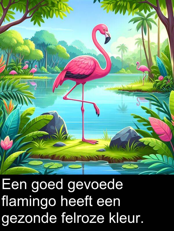 gezonde: Een goed gevoede flamingo heeft een gezonde felroze kleur.
