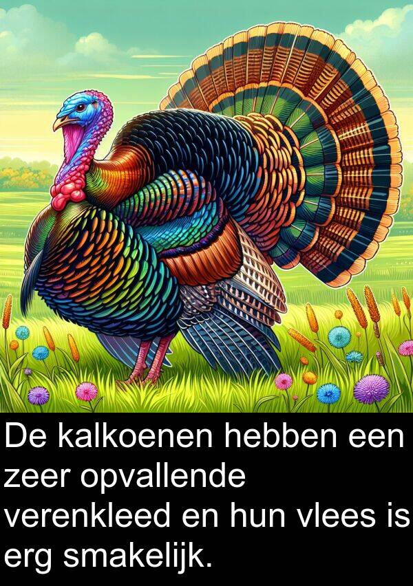 vlees: De kalkoenen hebben een zeer opvallende verenkleed en hun vlees is erg smakelijk.