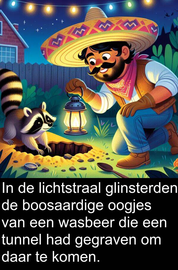 glinsterden: In de lichtstraal glinsterden de boosaardige oogjes van een wasbeer die een tunnel had gegraven om daar te komen.