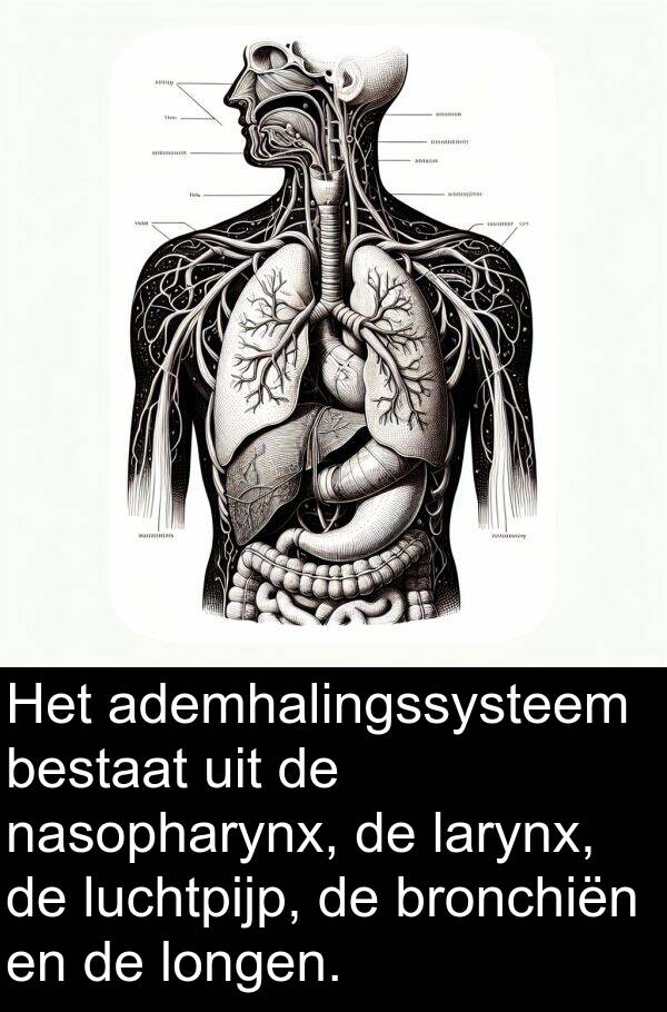 bestaat: Het ademhalingssysteem bestaat uit de nasopharynx, de larynx, de luchtpijp, de bronchiën en de longen.