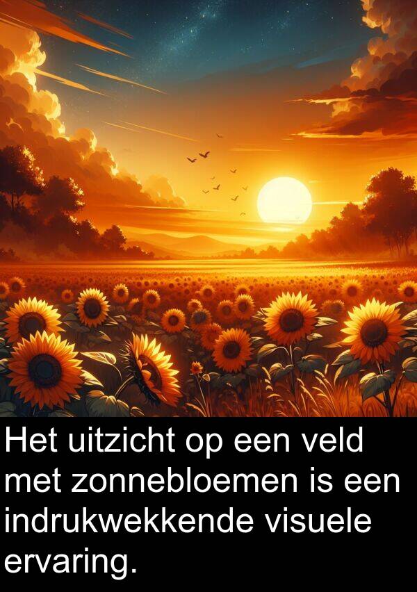 zonnebloemen: Het uitzicht op een veld met zonnebloemen is een indrukwekkende visuele ervaring.