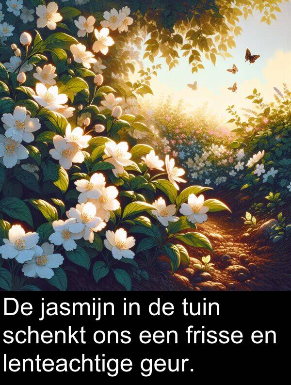 geur: De jasmijn in de tuin schenkt ons een frisse en lenteachtige geur.