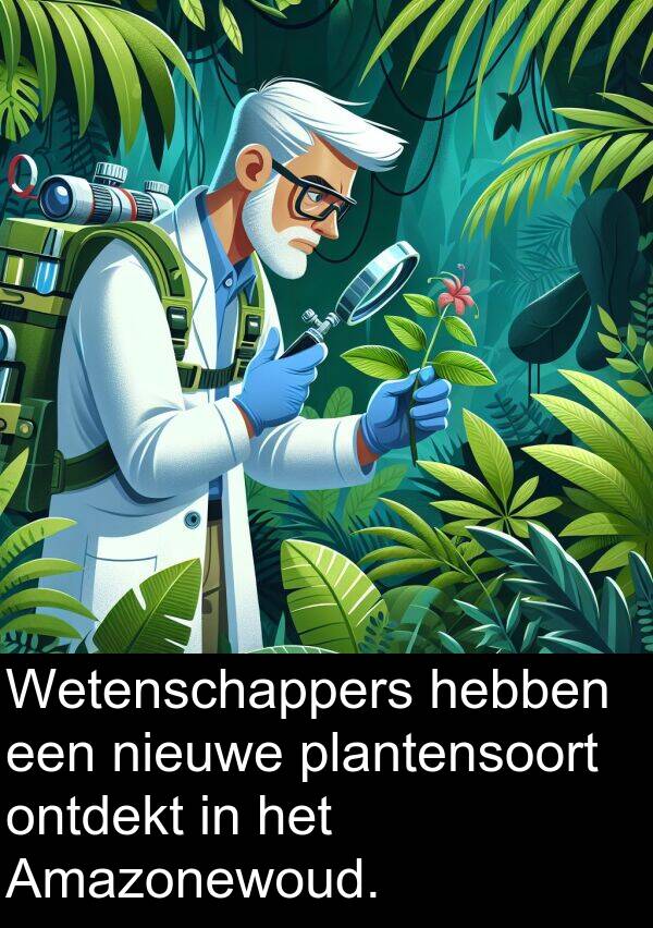 plantensoort: Wetenschappers hebben een nieuwe plantensoort ontdekt in het Amazonewoud.